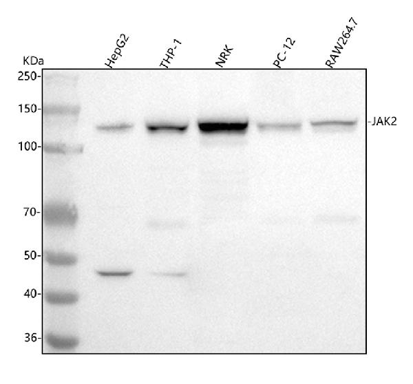 WB - Anti-JAK2 Monoclonal Antibody ABO14362